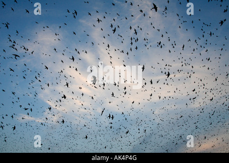 Purple Martin troupeau au lac Murray Caroline du Sud Banque D'Images