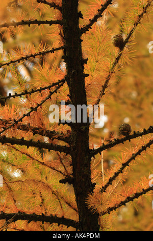 La direction verticale avec des cônes et l'automne jaune aiguilles de mélèze (Larix kaempferi Japonais ou Karamatsu) Banque D'Images