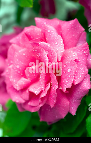 Close up of pink rose avec des gouttes d'eau Banque D'Images