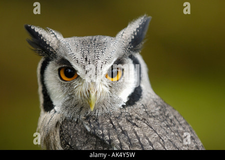 Southern white-faced Scops Owl Banque D'Images