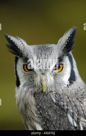 Southern white-faced Scops Owl Banque D'Images