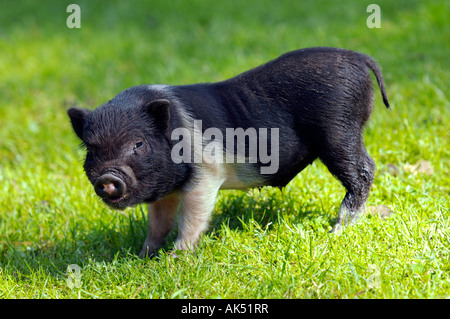 En pot-bellied Pig vietnamiens Banque D'Images