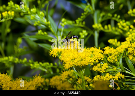 La guêpe jaune à fleurs Août 2007 Banque D'Images