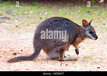 Black-footed Rock Wallaby Banque D'Images