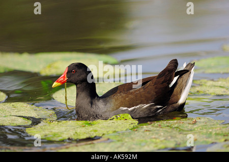 Gallinule poule d’eau Banque D'Images