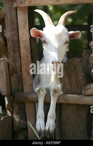 Kid Goat conservés dans la maison familiale en bois à l'extérieur de plumes. Image prise à Arusha, Tanzanie, Afrique de l'Est Banque D'Images
