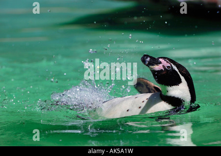 Le Humboldt Penguin Banque D'Images