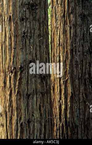 Séquoias dans Navarro River Redwoods State Park, Californie, USA Banque D'Images