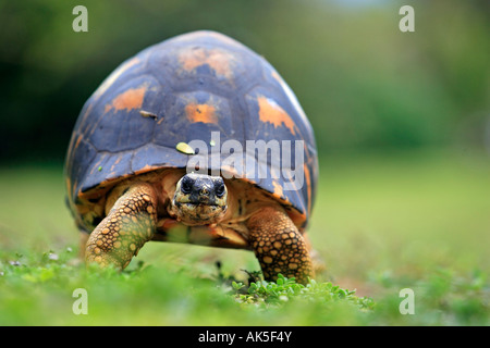 Tortue rayonnée de Madagascar Banque D'Images