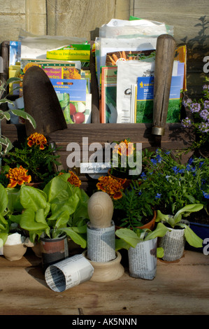 Les jeunes plantes Letttuce Banque D'Images