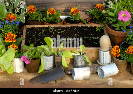 Les jeunes plantes Letttuce Banque D'Images