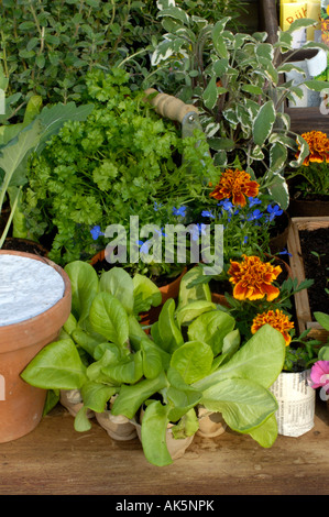 Les jeunes plantes Letttuce Banque D'Images