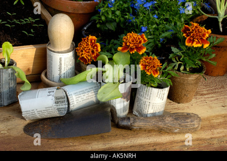 Les jeunes plantes Letttuce Banque D'Images