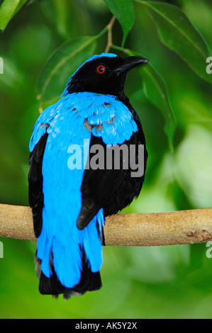 Bluebird fée asiatique Banque D'Images