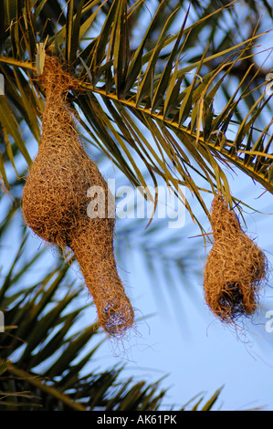 Baya Weaver Banque D'Images