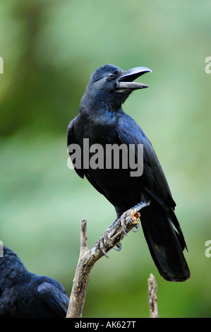 Jungle Crow Banque D'Images