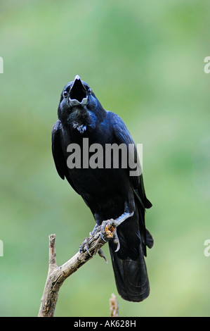 Jungle Crow Banque D'Images