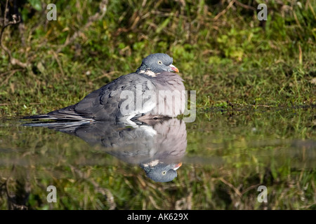 Pigeon ramier Columbus palumbus était assis dans l'eau prêt à se baigner dans l'eau avec reflection Bedfordshire Potton Banque D'Images