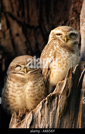 Noctuelle ponctuée Banque D'Images