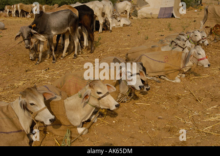 La section du bétail à Pushkar camel et de l'élevage qui a lieu au mois de Kartik hindou dix jours après Diwali Banque D'Images