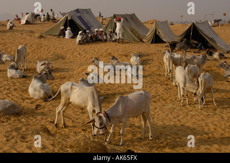 La section du bétail à Pushkar camel et de l'élevage qui a lieu au mois de Kartik hindou dix jours après Diwali Banque D'Images