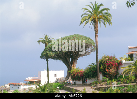 Icod de los Vinos arbre Drago milenario plus ancien patrimoine ancien dragon Tenerife îles canaries grande canarie espagne espagnol europe lune Banque D'Images