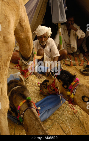 Pushkar camel et de l'élevage qui a lieu au mois de Kartik hindou dix jours après Diwali.. Pushkar, Rajasthan Banque D'Images