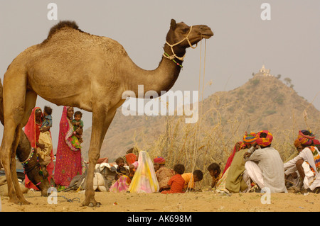 Pushkar camel et de l'élevage qui a lieu au mois de Kartik hindou dix jours après Diwali.. Pushkar, Rajasthan Banque D'Images