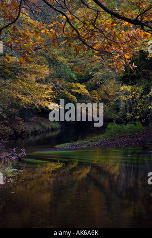 Les délicates teintes de l'automne dans le New Forest, Hampshire Banque D'Images