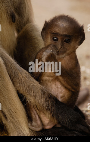 Langurs Hanuman ou Black-faced, communs ou Gray Langur Ranthambhore National Park. Le Rajasthan. L'Inde. Banque D'Images