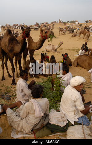 Pushkar camel et de l'élevage qui a lieu au mois de Kartik hindou dix jours après Diwali.. Pushkar, Rajasthan Banque D'Images