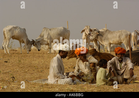 La section du bétail à Pushkar camel et de l'élevage qui a lieu au mois de Kartik hindou dix jours après Diwali Banque D'Images