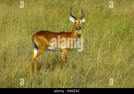 L'Ouganda mâle Kob dans les prairies ouvertes ou Ruwenzori Parc national Queen Elizabeth, Afrique de l'Est de l'Ouganda Banque D'Images