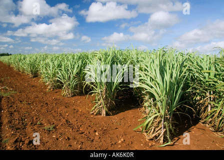 Champ de canne à sucre Banque D'Images