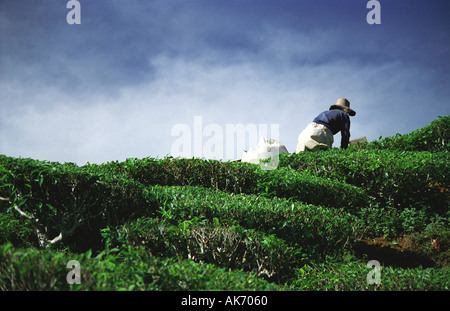 Plateau Picker travaillant sur les plantations de thé de Cameron Highlands, Malaisie Banque D'Images