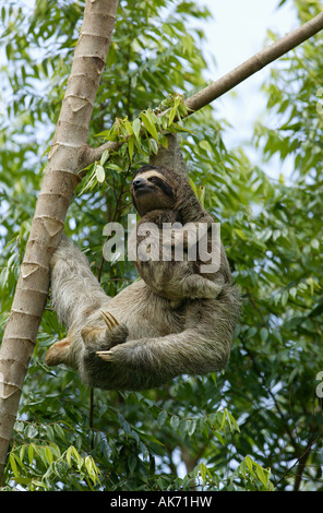 Trois-toed Sloth, mère et son petit dans la forêt près de Lago (lac Gatun), République du Panama. Banque D'Images