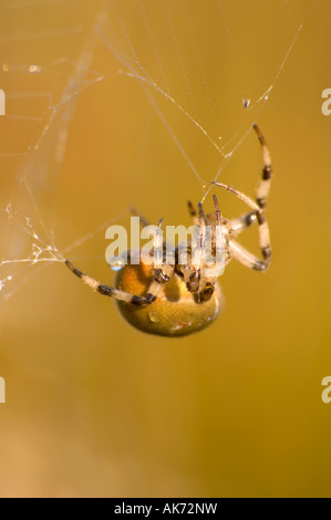 Jardin commun sur spider web à l'aube en gros plan dans le Dartmoor Devon UK Banque D'Images