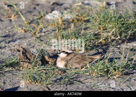 Kittlitz's Plover Sable Banque D'Images