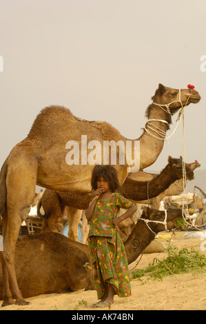 Pushkar camel et de l'élevage qui a lieu au mois de Kartik hindou dix jours après Diwali.. Pushkar, Rajasthan Banque D'Images