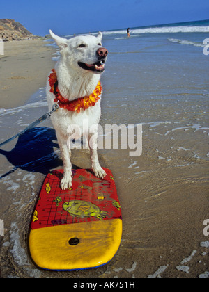 Smiling White Shepherd sur boogie board Banque D'Images