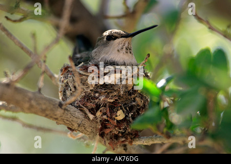 Colibri à gorge noire Banque D'Images