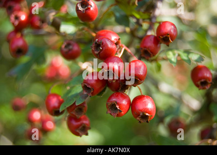 Arbre d'aubépine aux fruits rouges Banque D'Images