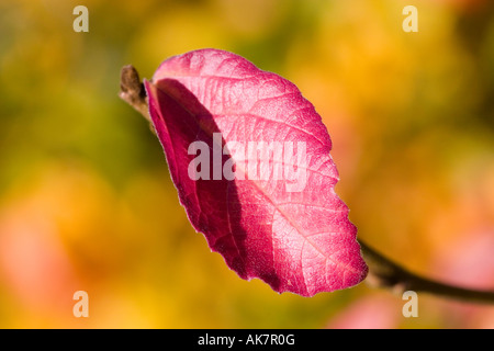 Feuille d’automne Banque D'Images