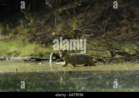 Le chacal doré (Canis aureus). Bharatpur Keoladeo Ghana National Park ou sanctuaire. Le Rajasthan. L'Inde. Banque D'Images