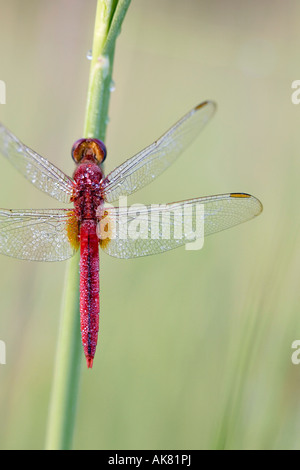 Crocothemis servilia. Ruddy Marsh / Skimmer skimmer écarlate / Indian dragonfly sécher dans la lumière du matin. L'Inde Banque D'Images