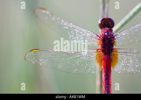 Crocothemis servilia. Ruddy Marsh / Skimmer skimmer écarlate / Indian dragonfly sécher dans la lumière du matin. L'Inde Banque D'Images