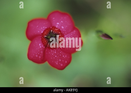 Scarlet lin (Linum grandiflorum rubrum), fleur Banque D'Images