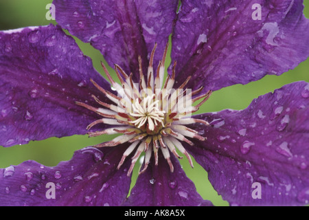 Clématites, de vierges-Bower (Clematis 'Gypsy Queen', clématite Reine gitane), fleur, macro shot Banque D'Images