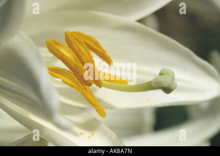 Lily (Lilium spec.), fleur, macro shot Banque D'Images