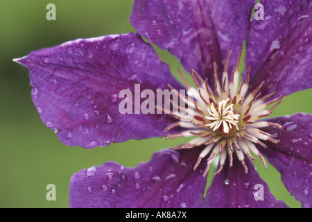 Clématites, de vierges-Bower (Clematis 'Gypsy Queen', clématite Reine gitane), fleur, macro shot Banque D'Images